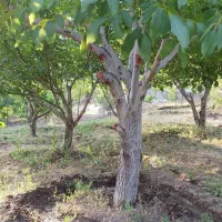 باغ ۶۰۰متری در روستای گرکین