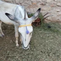 حیوانات مزرعه