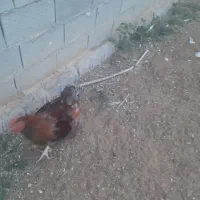 معاوضه مرغ و خروس