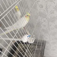 جفت عروس با جوجه