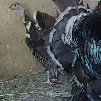 بوقلمون ، خروس نر و ماده