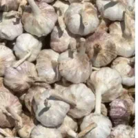 فروش سیر درشت و پاک شده