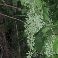 غوره و آبغوره