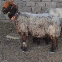 بره میش بز قوچ گوسفند