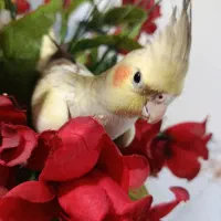 عروس هلندی ماده همراه با لوازم