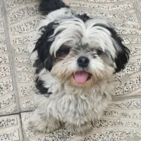 شیتزو اصیل زیبا وباهوش