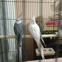 عروس هلندی جفت خاطرجم