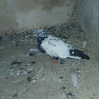 کبوتر پرشی اصل