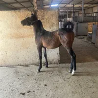 مادیان ترکی