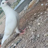 کبوتر
