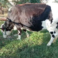 گوساله