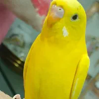 گم شده