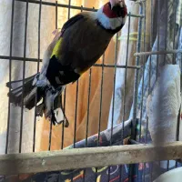 سهره|پرنده|رشت, یخسازی|دیوار