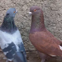 کبوتر سرخ و سبز و زرد  گچی کاشونی  پرش