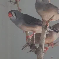 فنچ کینگ