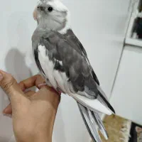 عروس هلندی سخنگو فول رام ودستی