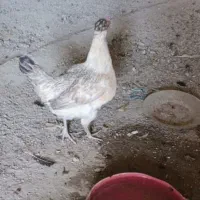 مرغ
