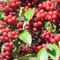 انگور موندراپ و ژاپنی انواع ارقام ایرانی و خارجی