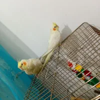 عروس هلندی  جفت دستی