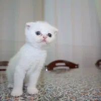 بچه گربه پرشین و اسکاتیش سفید