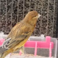 قناری نر سرخ