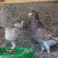 کفتر جفتگاه جوجه آلمانی رنگه