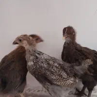 جوجه محلی 2 ماهه
