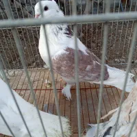 سه عدد کبوتر بلاندنیت،بلژیکی،ساتن/زینتی/تزئینی