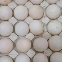 تخم اردک  درمانی   ونطفه دار با خاصبت بالا