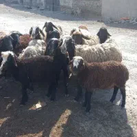 میش و بره