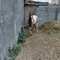 فروش کره اسب نر /6ماه (آشخانه