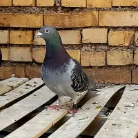 پلاکی۲سال نشسته