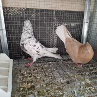کفتر|پرنده|آباده, |دیوار