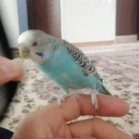 مرغ عشق دستی بالغ