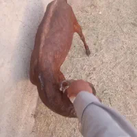 نری مناسب کشتن  وداشت