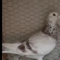 کبوتر