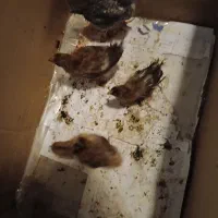۴ تا جوجه رسمی زرنگ