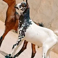 دوتا کهره نر