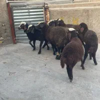 ۷ راس بره ماده افشار مناسب داشتی