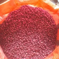 لوبیا قرمز یاقوتی زنجان