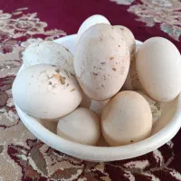 تخم غاز  دونه 30