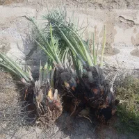 فروش عمده پاجوش درجه یک کبکاب