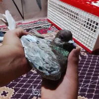 کبوتر تهرانی هفت رنگ عتیقه