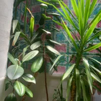 گل فیکوس و انواع گل