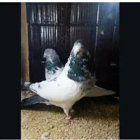کبوترپرشی