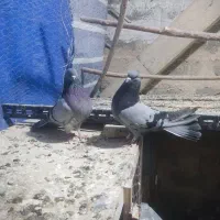 نر و ماده پر صداکن