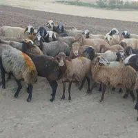 ۴۲راس گوسفند یا میش داشتی مالچه جوان ابستن