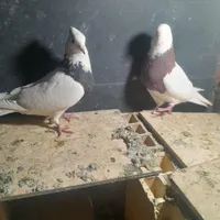 یک جفت طوقی