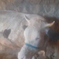 گاو