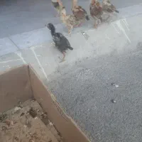 جوجه لاری۶عدد